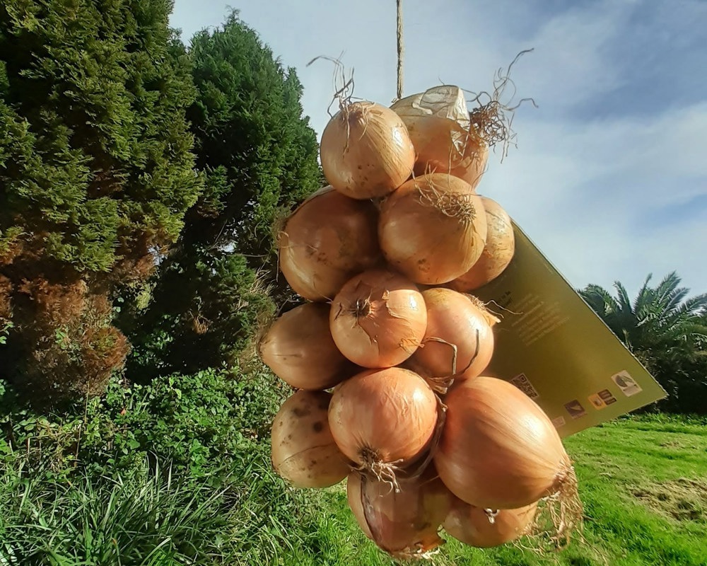 Roscoff onions