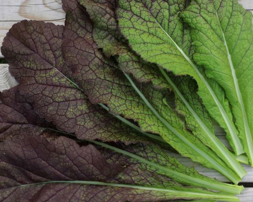 Mustard Leaf SCOT 170g