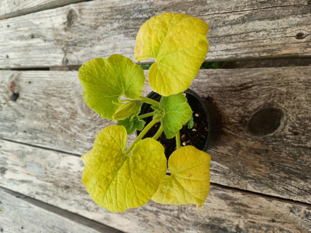(Potted x1) Uchiki Kuri Squash - Small