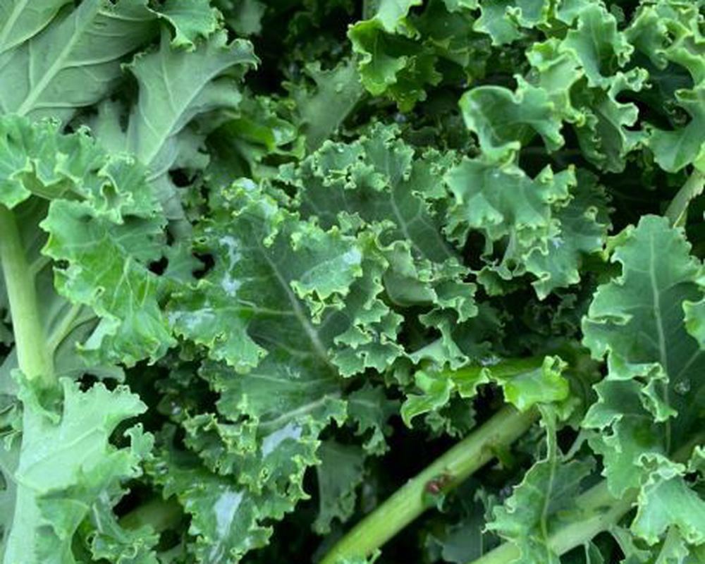 Kale - Red Curly 200g