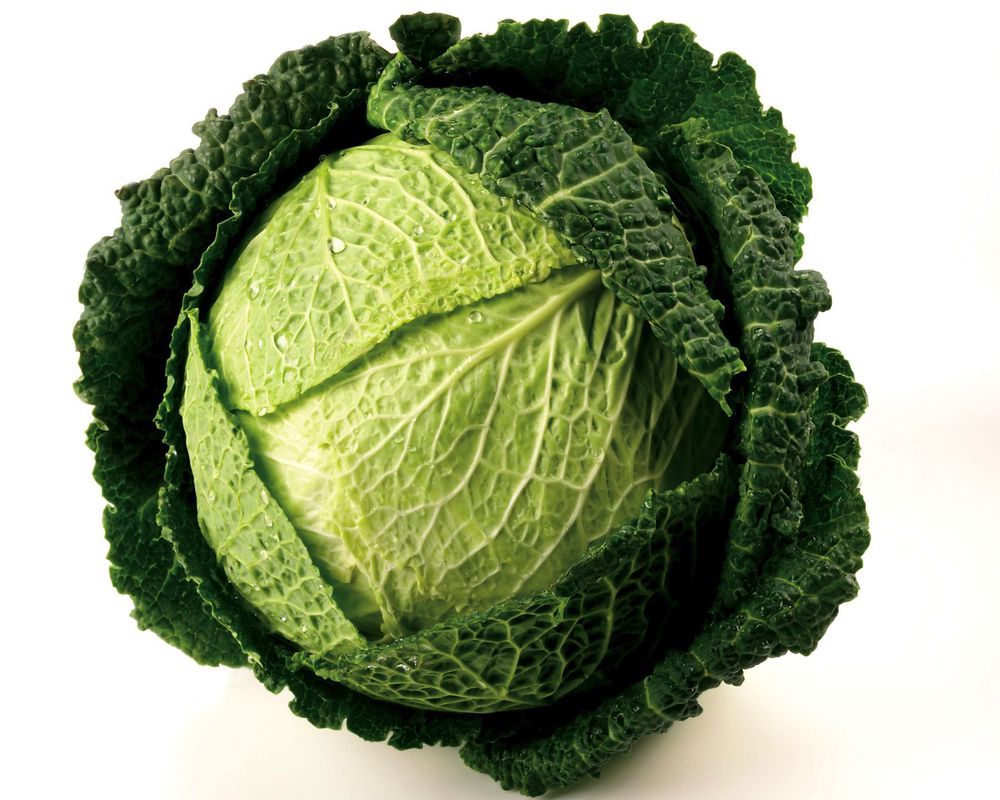 Organic Savoy Cabbage