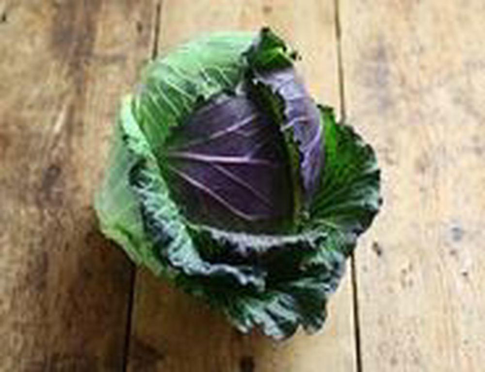 Cabbage - British Organic January King