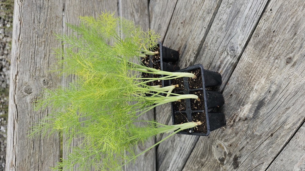 ( Plugs x6) Fennel - Florence (Own Grown)