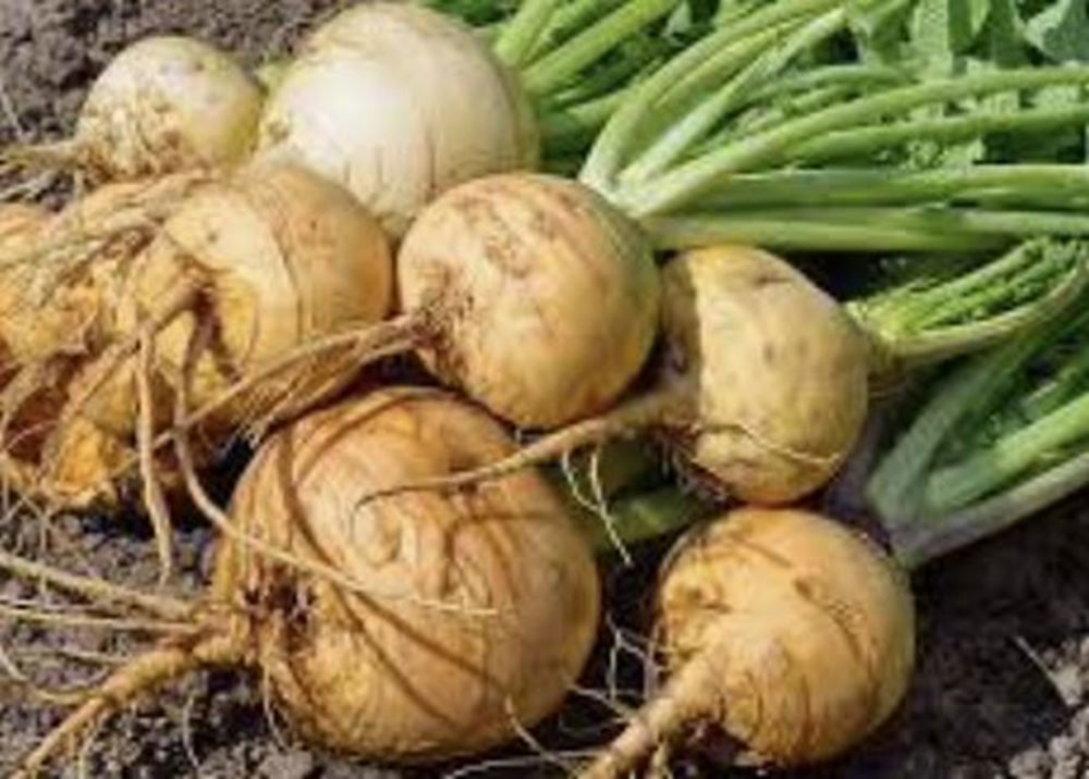Turnips