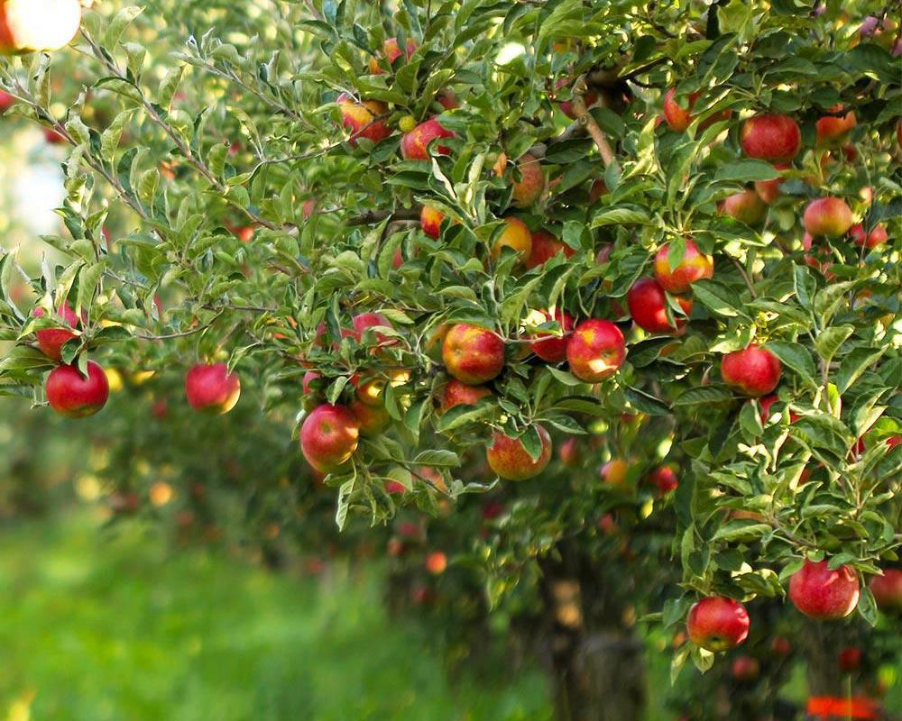 Gala Apple Tree