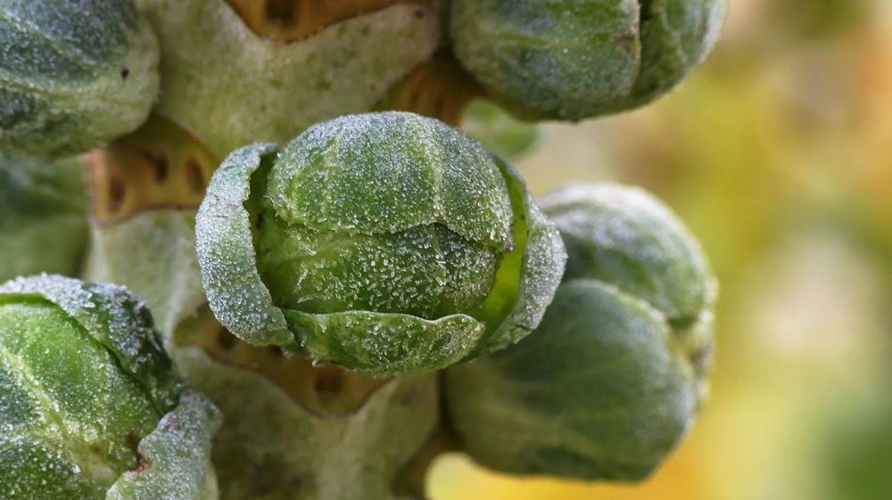 Brussels sprouts on the stalk