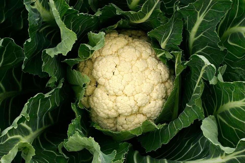 Cauliflower (x1)