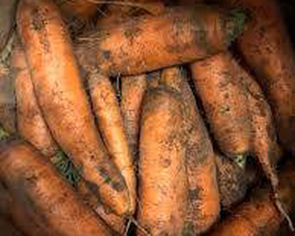 Carrots Dirty British Organic