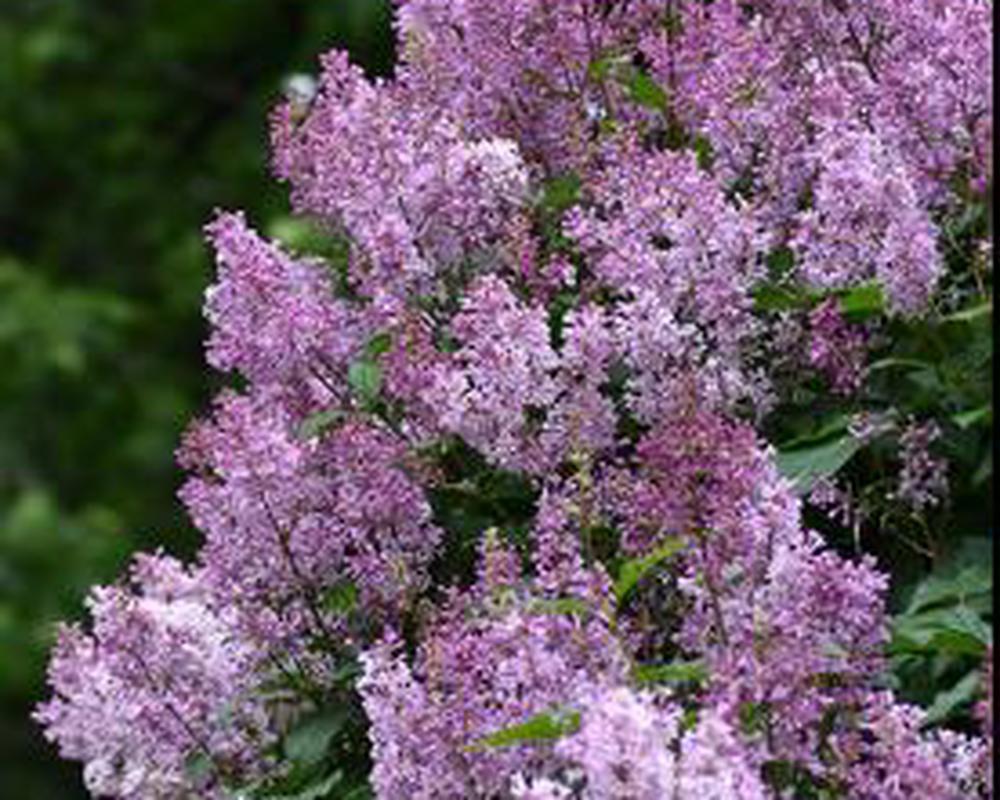 Preston Hybrid Lilac