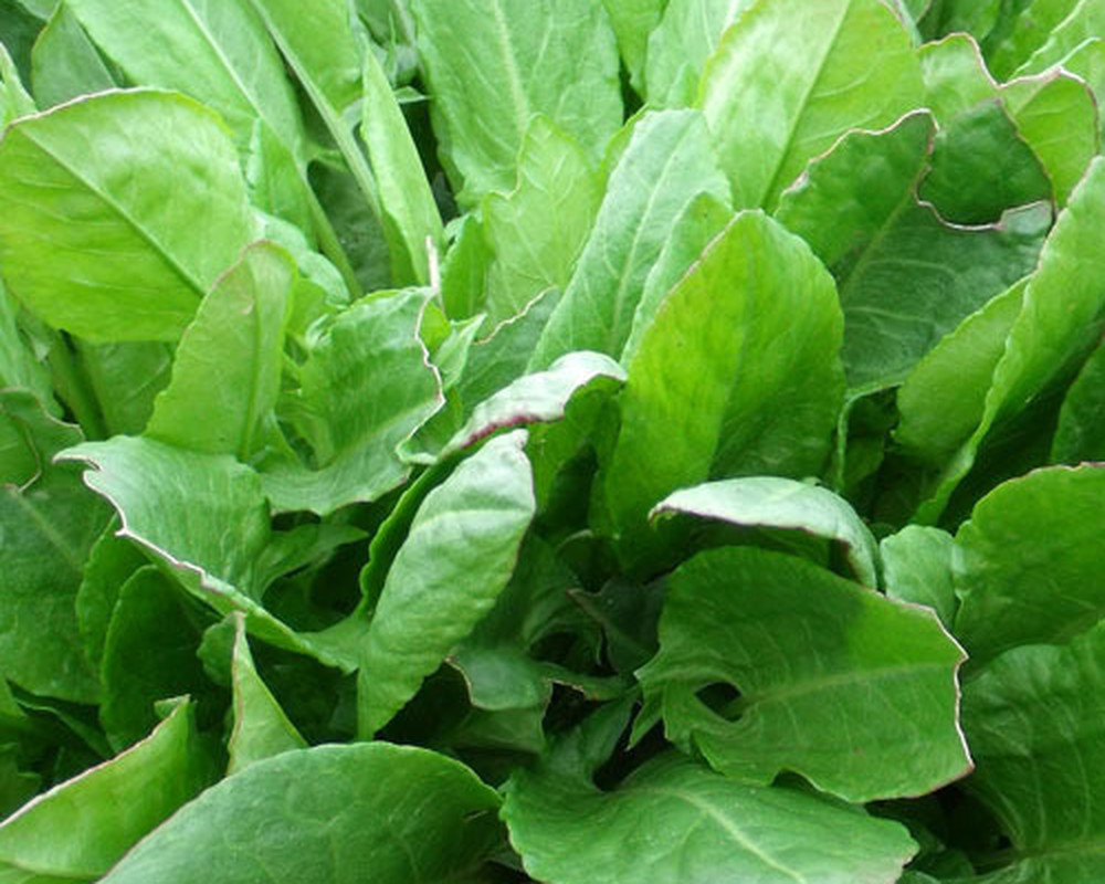 Herb - Sorrel Leaves LC