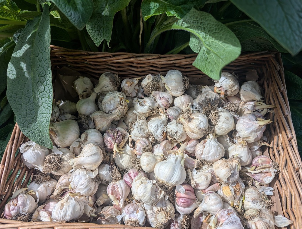 ( Planting Set) Garlic 1KG