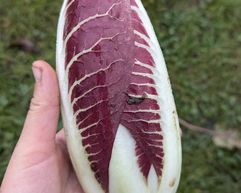 Radicchio