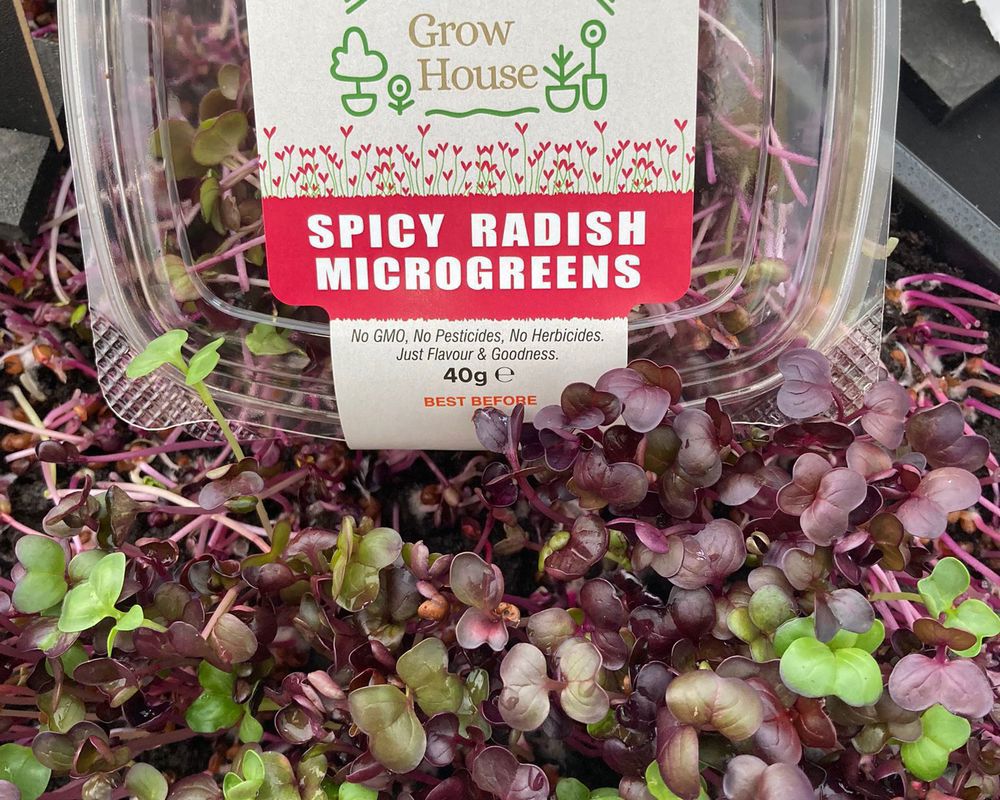 Spicy Radish Microgreens