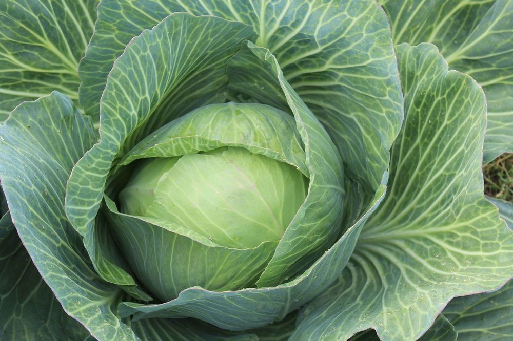 Organic Sweetheart Cabbage