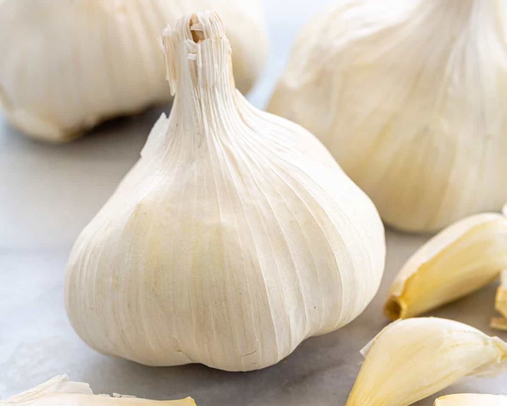 Garlic