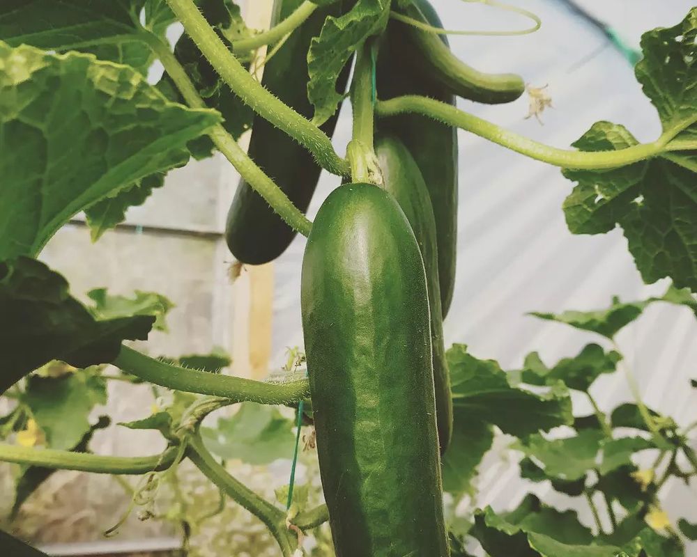 Cucumbers