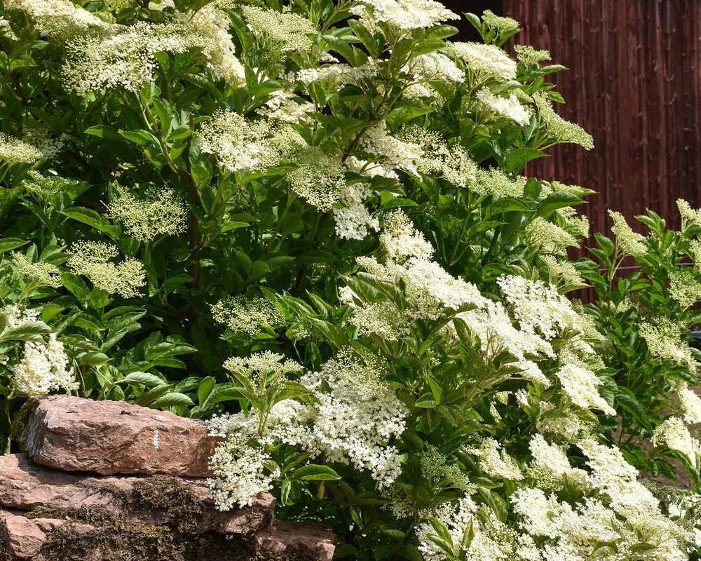 Elderberry - American Elder