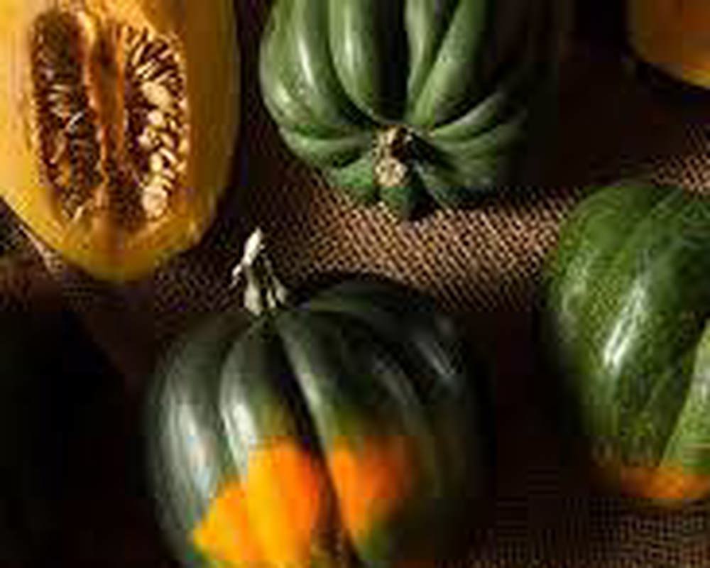 Squash Acorn (Each)