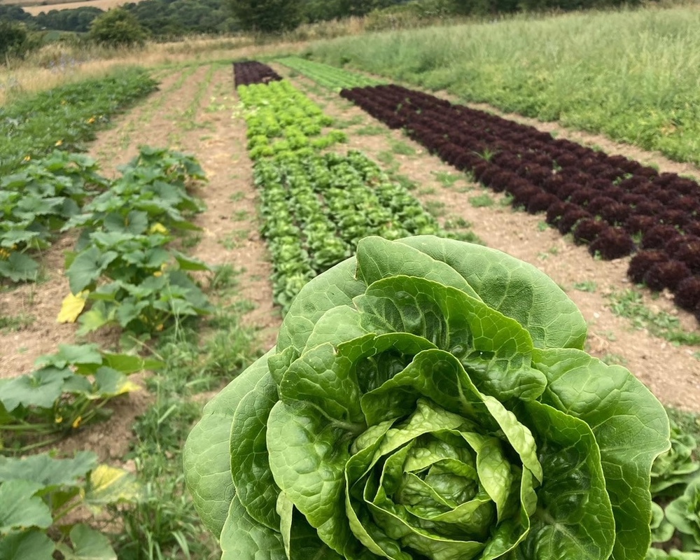 Lettuce - Little Gem