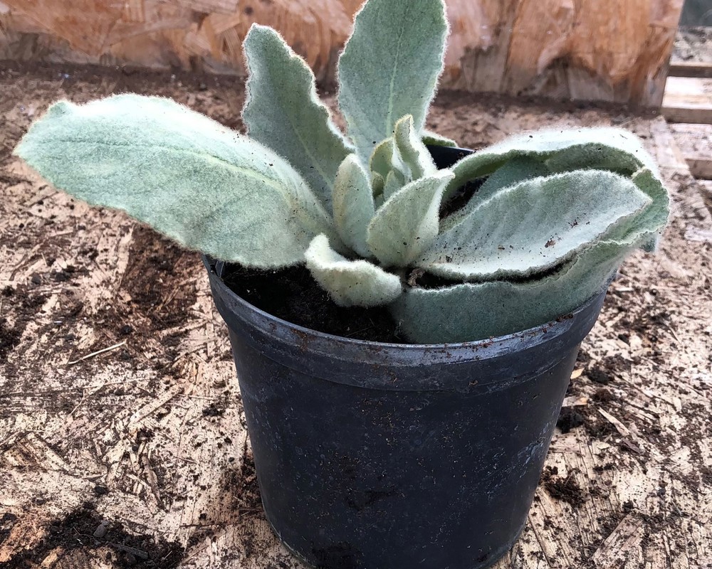 ( Potted x1) Common Mullein - Medium (Own Grown)