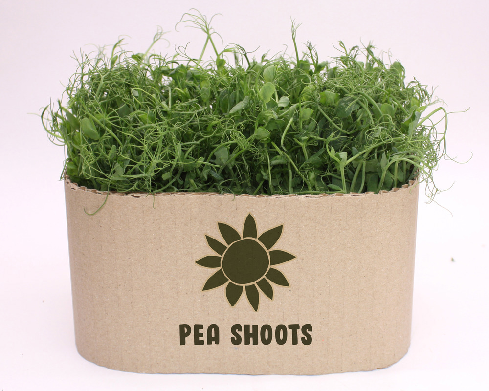 Pea Shoots (potted)