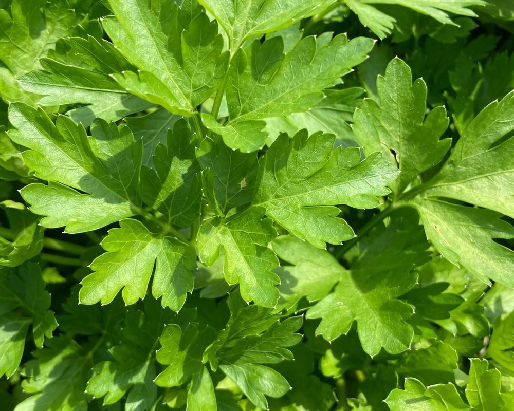 Parsley (Flat Leaf)