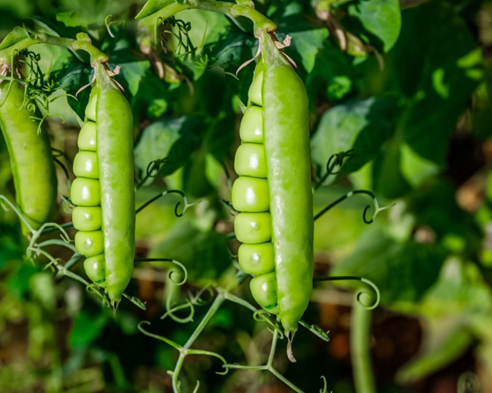 Sugar snap peas - Organic