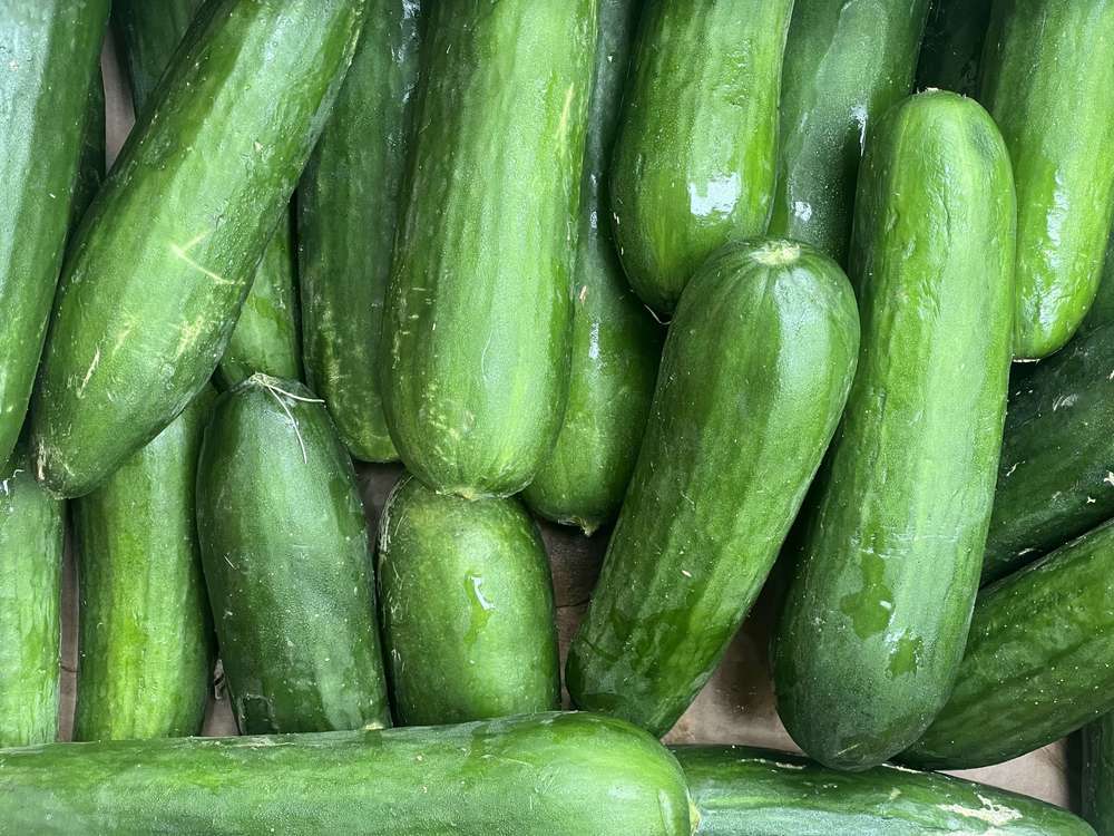 Cucumber - British Organic Short Passandra