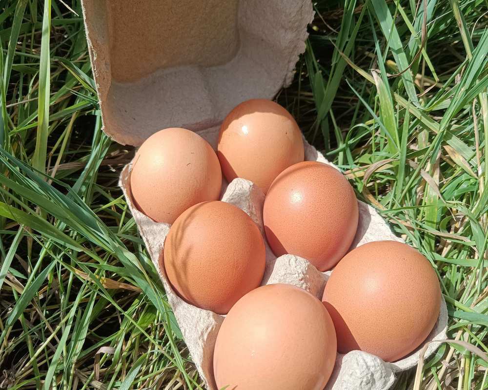 6 Organic Eggs