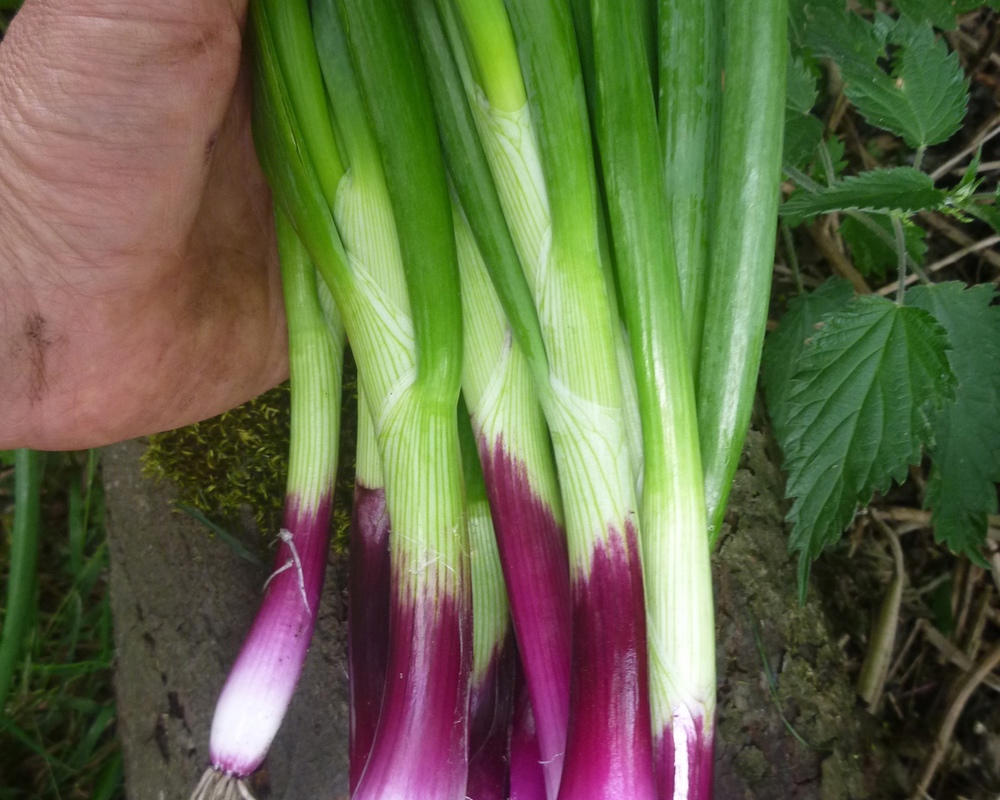 Spring Onions, Red - bunch