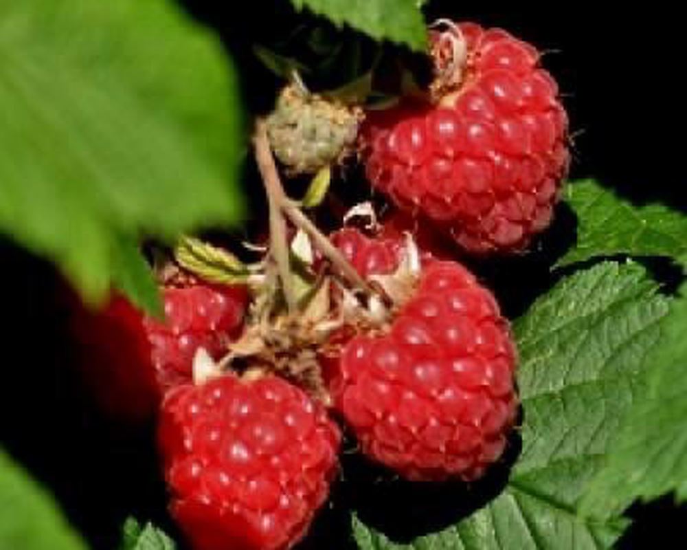 Raspberries - 2 x Punnet 120g