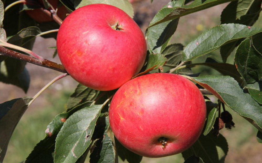 Apple- Discovery (500g)