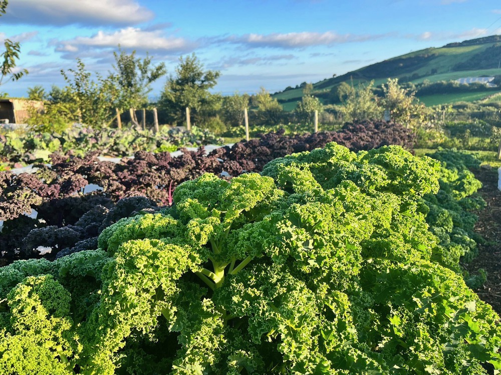 Henbant Kale 200g