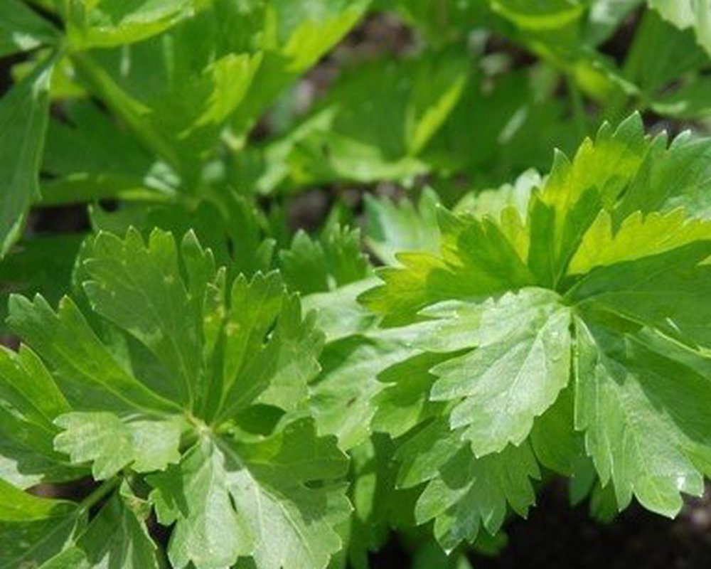 Celery Leaf (Early Bell)