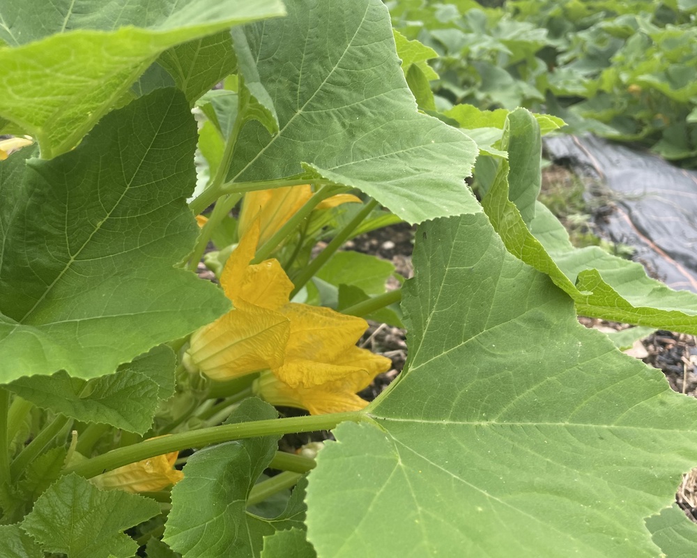 Squash leaves (100g)