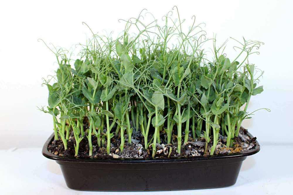 Pea Shoots