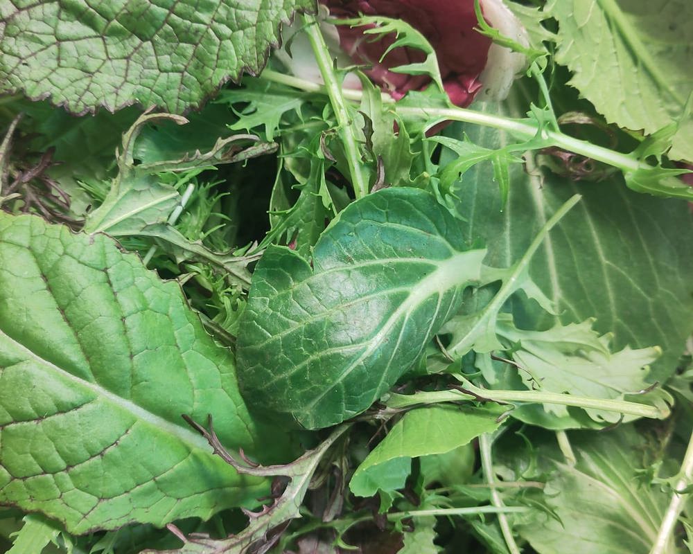 Winter Salad Leaves