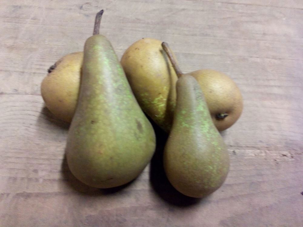 Pears- Conference