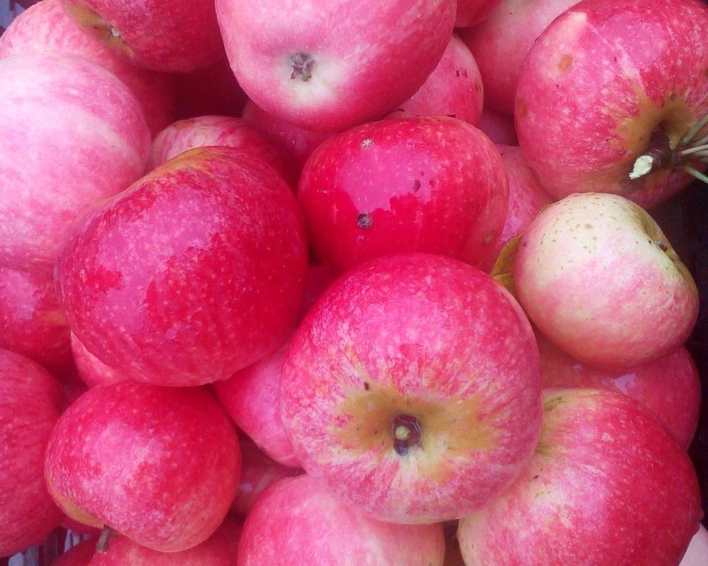 Apple- English seasonal variety