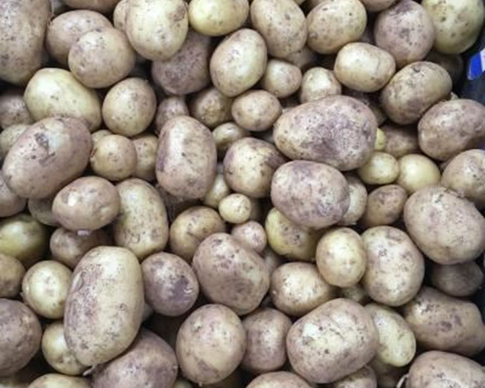 Potatoes - Organic 10kg UK