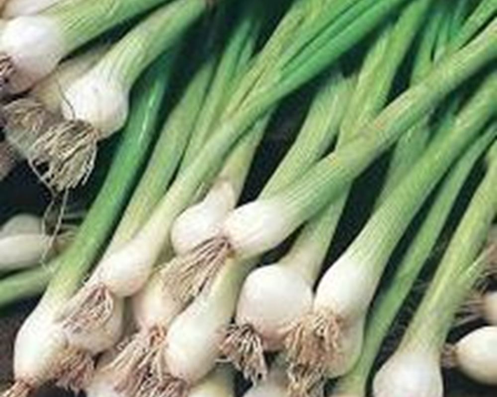 Spring Onions 🇬🇧