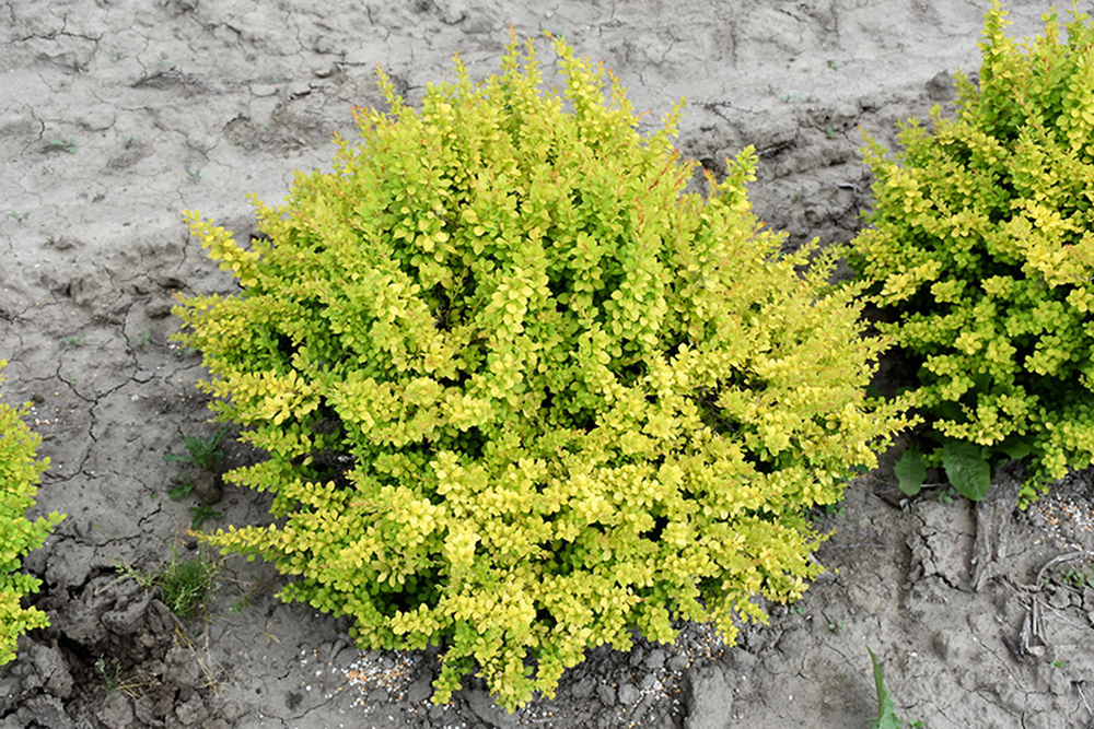 Barberry Sunsation