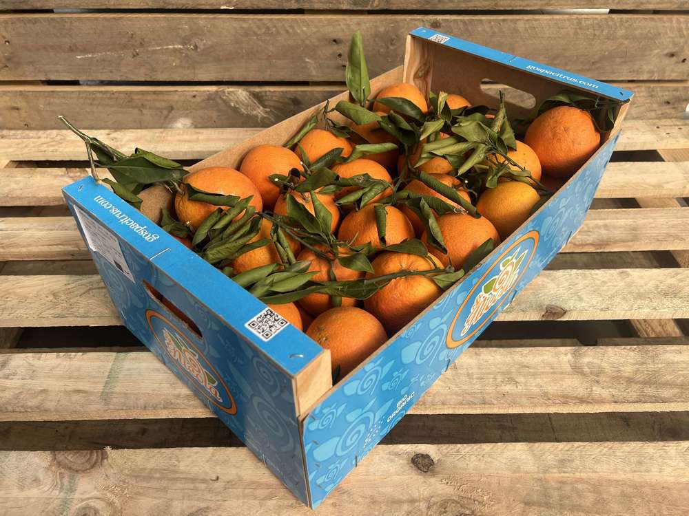 Organic Orange Lane Late with Leaves