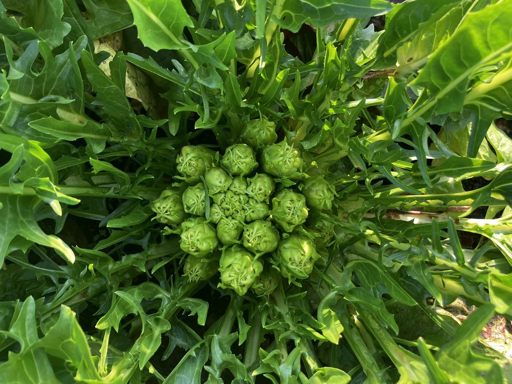 puntarelle