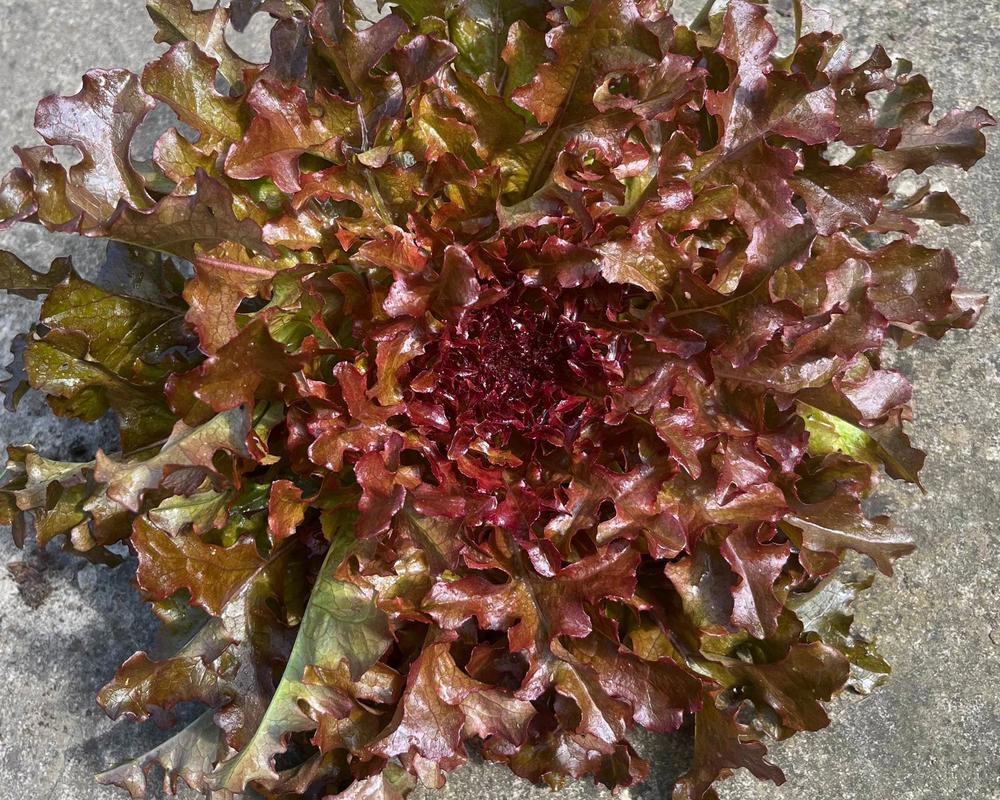 Lettuce - Organic LC
