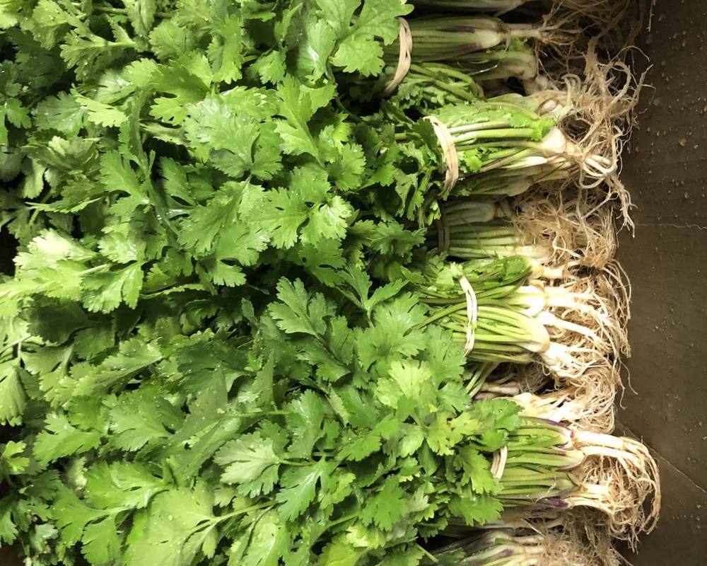 Coriander