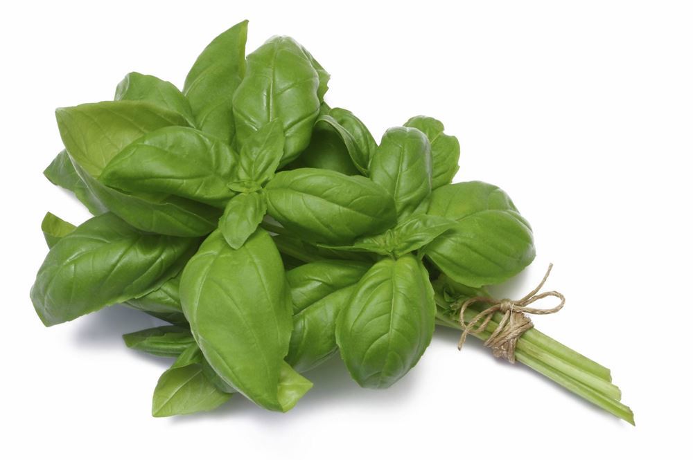 Basil Organic