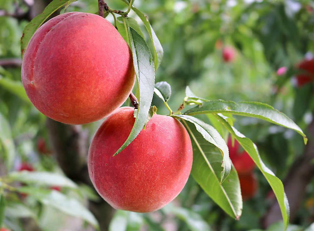 Peaches ES 500g