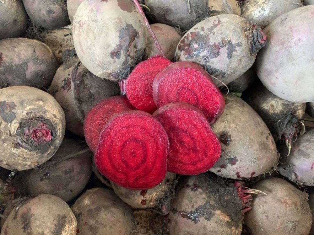 Beetroot Red Loose (East Lothian, UK)