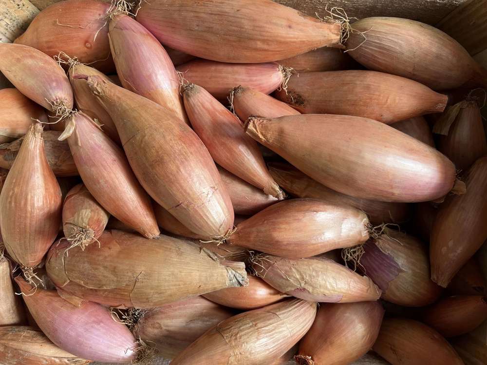 Shallots